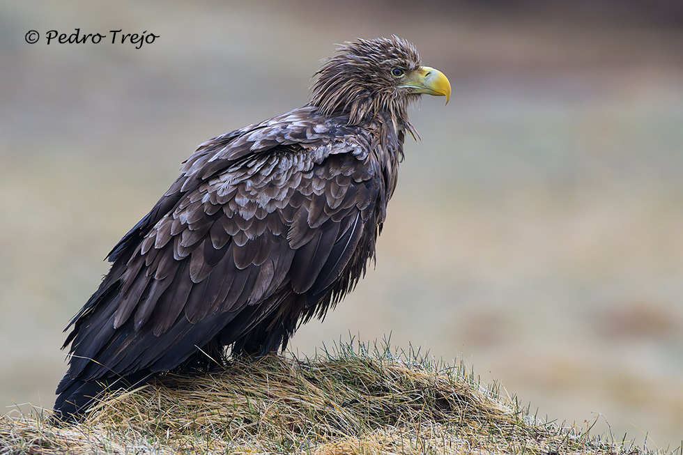 Pigargo europeo (Haliaeetus albicilla)